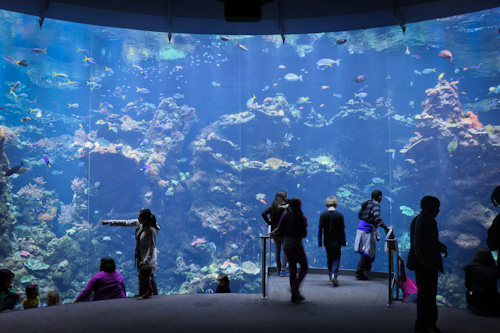 Riesen-Aquarium